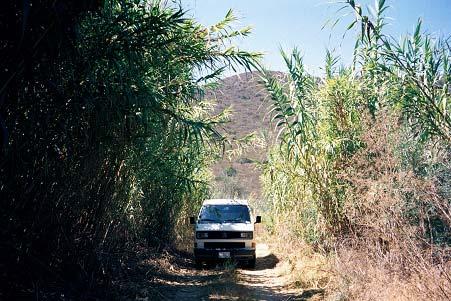 Arundo donax in the riparian system Causes catastrophic fire Uses enormous amounts of water