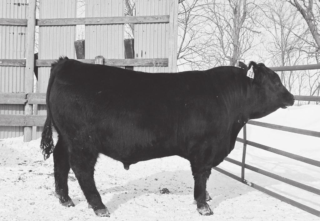 40 100 13 HCC Grand Total 7450 Born: 1/7/2010 16649242 Tattoo: 7450 BULL Presented By: Katelyn Holmes/Holmes Cattle Co., Benton #Bon View New Design 208 TC Total 410 #148844711 BW +3.