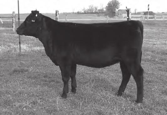 Spring Cow/Calf Pairs & Bred Cows Creek Side Gala Lady 148 / This elite open female is featured as Lot 20A.