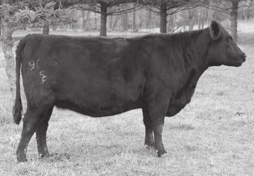 Lady Lass offers breed leading growth including a YW EPD of +110. Due January 2012 to SJF Total Destination 9027 (Reg#: 16446817) Lot 23 is a potential carrier of the CA defect.