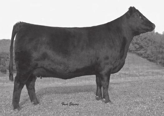 Frozen Embryos Champion Hill Skymere 6379 / The powerful donor dam of Lot 1. Leachman Saugahatchee 3000C / The legendary Pathfinder sire of Lot 2.