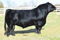 This Dream On outcross sire is a producer in the feedlot and in the show ring. His daughters are a great maternal option to the Dream On pedigrees.