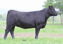 66 118 70 Bred AI on 5/26/14 to seed White Star Granite, ASA# 2650167 Pasture Eposed on 6/7/14 to 8/25/14 to HPF High Regard Billings A020, ASA# 2730796 Safe in calf.