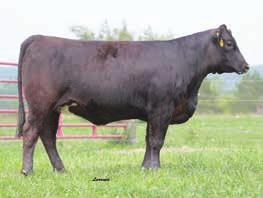 Mr Hopeless Breds... This Navigator son out of the Triple C Fraulein Cow family has stood the test of time. His calves continuously out produce themselves.
