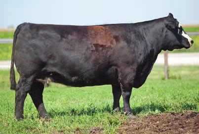 Here is your opportunity, Simmental, Club Calf, and Angus breeders, to pick from our donors and choose the sire you would like to use! We supply the donor. You provide the semen.