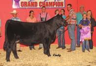 2014 Grand Champion Indiana State Fair Full sib to the 4A embryos selling. 2014 Grand Champion Illinois State Fair.