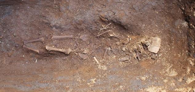 evidence of intercutting but several graves still await excavation and a more detailed analysis of grave features and burial customs will be reviewed in the final report. Grave 15 Figure 11.
