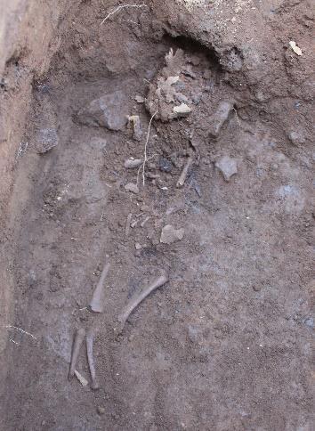The grave fill was softer at the top but included more gravel closer to the skeleton. The infant had been placed straight onto the glacial gravel.