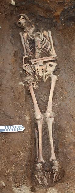extended down by the side, but left arm was flexed 90 over the abdomen. Figure 31. Skeleton in grave 35. skeleton of an adult interred without a coffin.