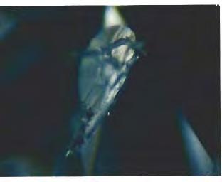 Figure 7. An unusual tubular channel pattern can be seen branching from the laser drill hole (here, slightly out of focus to the left of the inclusion) in this diamond. Magnified 63 x.