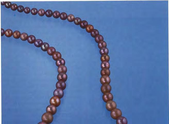 Figure 13. 3 natural freshwater pearls in t strand were foi in the San. elo area of West Texas over the course of 15 yea They range in diameter from approximately 3.70 to 8.1 5 mm.