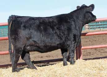 The resulting SimAngus Super Baldy bulls are utilized by producers wanting just a little continental blood or to stabilize a crossbreeding program.