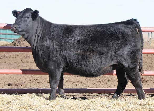 While ratioing 103 for BW (8 out of 17), she went on to ratio 102 for WW (6 out of 12). ASR F806 is a combination of performance and brood cow make up.