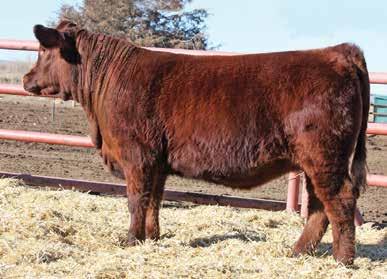 Who would have thought you could have successfully bred Simmental bulls to first calf heifers? My.. how things have changed!