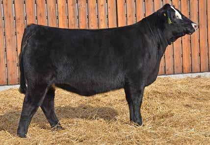 Homozygous Polled, Homozygous Black Montana- Pursing her nursing degree and has been accepted into the Navy Officer Nurse candidate Program.