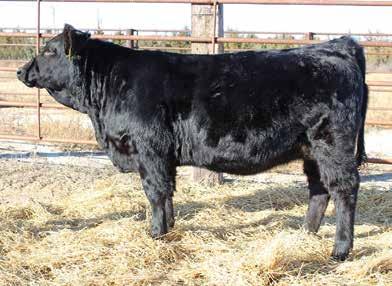 BVD-PI negative Homozygous Polled, Heterozygous Black FOCR Miss F830 Milliron M Simmental U M Milliron M Simmental is family owned and operated located in Northeastern Colorado, northwest of Holyoke