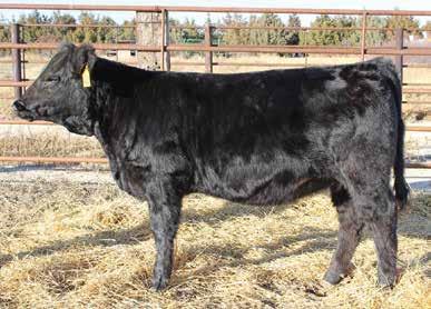 07 136 77 Black Hawk daughter- Nice, nice, nice!! Soft made, clean front with lots of middle. Phenotype and EPDs work together on F847. Dam s side goes back to CCR Fanny Mae 9110J.