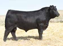 76 I 143 I 87 Donated by ABS Global, De Forest, WI, Oval F Ranch, MO 10 Straws of ASR Longevity Y184 59SM232 ASA#2598898 (ASR/GLS Pacesetter x ASR Showcase) EPDs 11 I 2.