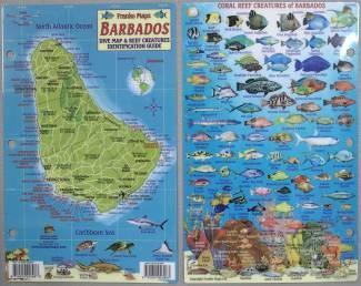 DIVE MAP & REEF CREATURES ID GUIDE LAMINATED MAP (5.