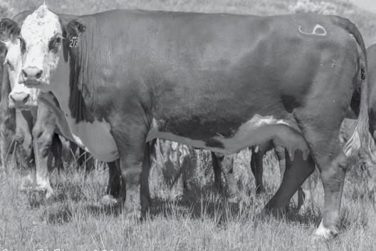 BULL CALF PAIRS 6 LADY 005 DOMINO Z9 Cow 433498 Calved: April 3, 12 Tattoo: LE 9 Polled UPS DOMINO 30 {SOD}{DLF,HYF,IEF} CL 1 DOMINO 91J 1ET {SOD}{CHB}{DLF,IEF} HWK DOMINO 005X P43100460 LADY OZZIE
