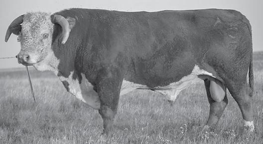 EXTRA 9806 GH MS GENERATOR 943 {DLF,HYF,IEF} 17 15 2.1 2.8 41 55 39 54 0.05 0.12 Another Diemert bull whose daughters entered production in 18.