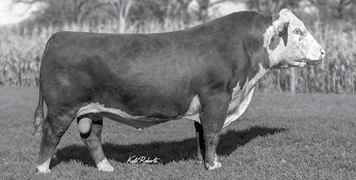 3 LADY 9Z OZZIE E7110 Cow P43799431 Calved: April 11, 17 Tattoo: LE 7110 Polled HWK 814 OZZIE 9Z {DLF,HYF,IEF} LADY HOLDEN RED 1 P433615 LADY N3 VICTOR S678 HWK 377 VICTOR N3 LADY ANDREW 030 JDH 15