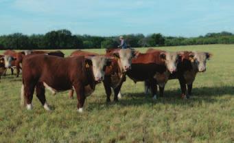 We are happy to continue to support our friends at WEST TEXAS BOYS RANCH / San Angelo & WEST TEXAS REHABILITATION CENTER / Abilene with 1/2 each of the average price of this year s bulls! BW.