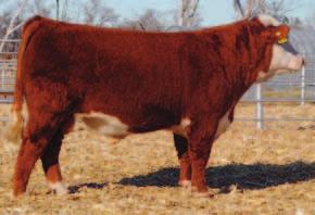 We have 12 sons out of this very popular Sire in this sale. 5216 has really made a name for himself across the country in purebred and commercial herds.