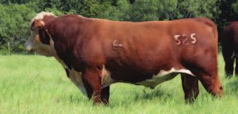 5216 s co-owners, Upstream Ranch and B&H Herefords have had great success with 5216 s progeny and we are excited to offer this good set of two-year-old bulls.