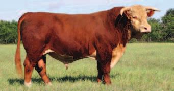 Look at 6012 s pedigree and find some of the top sires in the breed.