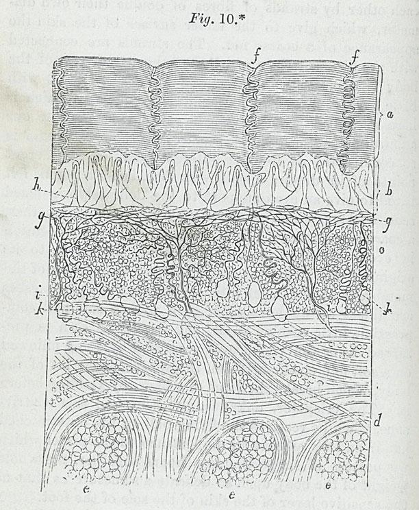 408 Mieneke te Hennepe Figure 1: Microscopical depiction of skin in Healthy Skin: A Popular Treatise on the Skin and Hair, Their Preservation AND Management (1853).