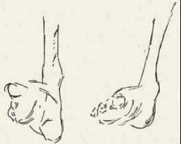 Pair of Feet Pencil and Indian ink drawing by Per Ulrich, probably from 1945. Reproduction.
