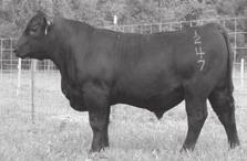 14 11.1.22.23 Stands out, deep-bodied. Out of Newsline daughter.
