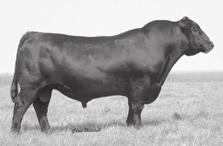 Bulls +45 +.24 +.37 +.060 +3.76 +4.1.94 +51.91 +92.88 +.24.85 +24.81 S A V 004 Density 4336 - Sire of Lots 59 and 60. +26.48 +32.18 +8.51 +54.