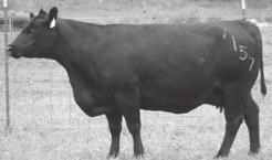 125 GHF Rita 7315 Birth Date: 12-12-2007 Cow 15952588 Tattoo: 7315 #BR Midland #Twin Valley Precision E161 [RDF] GHF Midland 5234 BR Royal Lass 7036-19 15322126 Lemmon Queen 8580 #Connealy Frontline