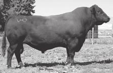 Dam is an elite donor, HYLINE PRIDE 235, which is a full flushmate to HYLINE RIGHT TIME 338. This set of bulls should cover all the bases from low birth weight, extra growth, carcass and maternal.