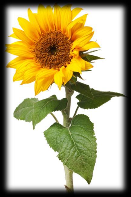 NAT DEODORIZED SUNFLOWER WAX Made by winterization process of the Sunflower oil (Helianthus Annuus L.