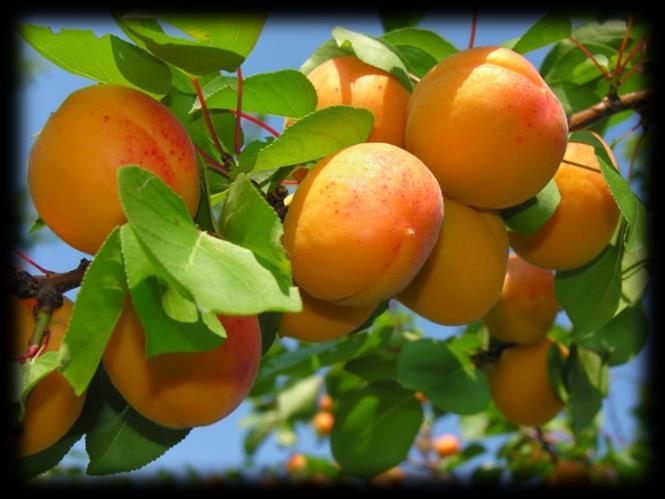 NAT ORGANIC*APRICOT WAX *certified as 99.80% organic by Ecocert Greenlife according to Cosmos standard Obtained by soft controlled** hydrogenation of the organic apricot seed oil (Prunus armeniaca L.