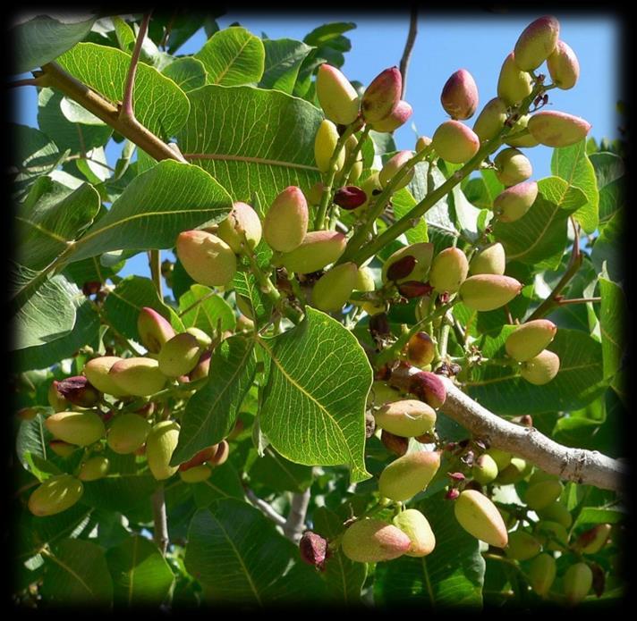 NAT PISTACHIO WAX raw material conformed to the Ecocert and Cosmos standards Obtained by soft controlled* hydrogenation of the refined pistachio oil (Pistacia vera L.