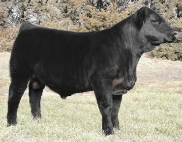 35 Open Heifers 1 2-Yr. Old Bull 25 Bred Heifers Lunch will be served Sale Day Phone (402) 542-2200 Mr.