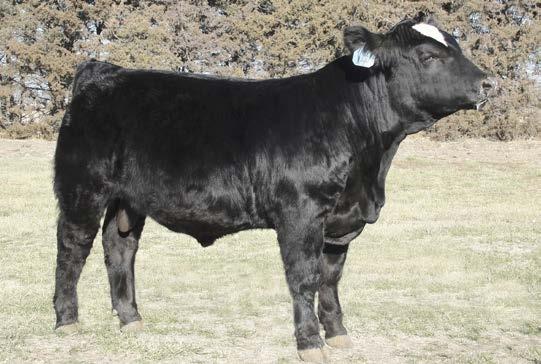 red or black cows. Out of the NWSS Champion. DMGC MR MAKER 226Z 46 47 BD: 2-20-12 ASA #: 2682266 Tattoo: 226Z 3/4 Simm, 1/4 Angus- Polled BW: 82 Adj. WW: 720 10.1 -.1 65.3 95.8 7.5 19.2 51.9 26.6 -.
