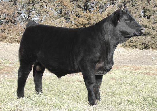 H108 has raised many good bulls. Bulls that will raise excellent females and calves with big weaning weights. Buy with confidence.
