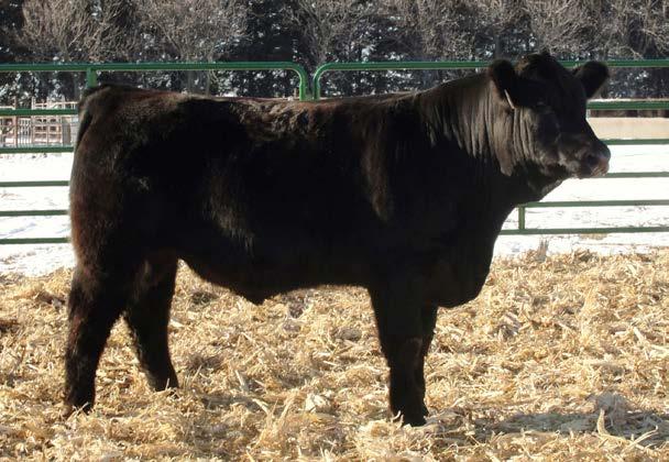 Adj. WW: 575-4.5 5.55 47.5 87.5 18.5.06.28 16.23 44.29 KDS Majors 918 KDS Limited Path 519 Young heifer with a lot of potential.