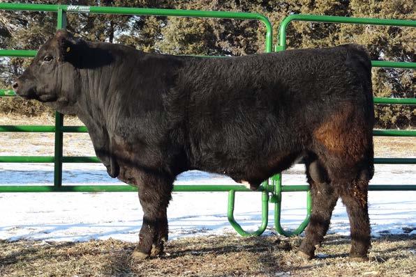 He is backed by great EPDs across the board. Watch this guy move on sale day and you will be impressed. A very complete bull.