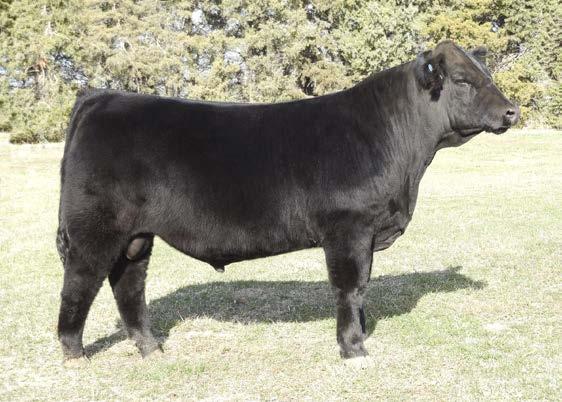 Year after year, she raised good ones that topped our sale. This bull is powerful, correct, and very well balanced. Look this guy up on sale day--you won t be disappointed. Outcross pedigree to boot!