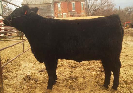 A young heifer that gets better every day. S/M P447 MS MISS 347A BD: 3-30-2013 ASA #: 2775046 Tattoo: 347A Purebred Simmental - Polled BW: 80 Adj.