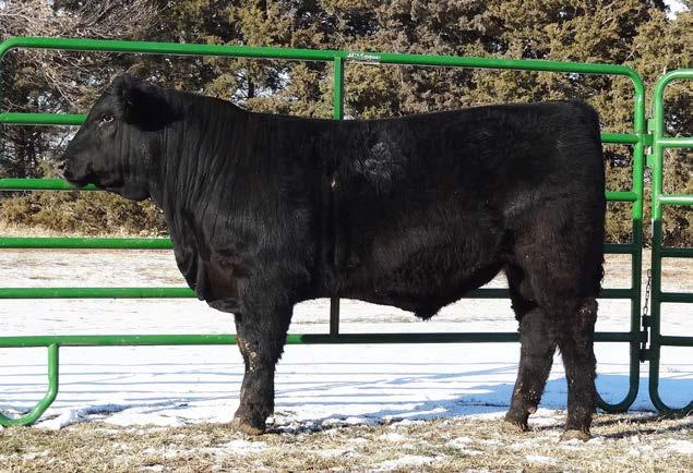 This bull is long bodied, stout, and very attractive. Ruth A324 goes back to one of our great producing cows. Keep in mind this is an outcross pedigree. 34 RUTH MR.