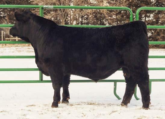 Natural calf of Donor 6212S. She has one Open, Lot 11, and Breds, Lots 97 & 99, in the sale also. 39 RUTH MR. A11 BD: 2-18-2013 ASA #: Pending Tattoo: A11 1/2 Simm, 1/2 Angus- Polled BW: 86 Adj.