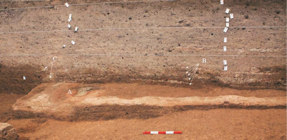 In the northwestern quadrant, a mutilated clay floor lies adjacent to a clay wall foundation, suggesting that there was a residential complex in this part of the site.