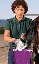 Don t scrub too hard it can break off hairs. Bathing Scrub the tail down to the roots. Lingering dirt becomes obvious if you braid your horse s tail for a show. Be sure to rinse your horse thoroughly.